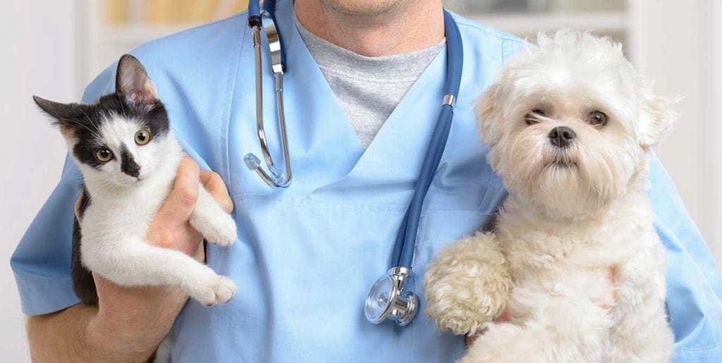 Lei autoriza visita de pets em hospitais de São Paulo